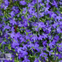 Lobelia erinus-sinilobeelia