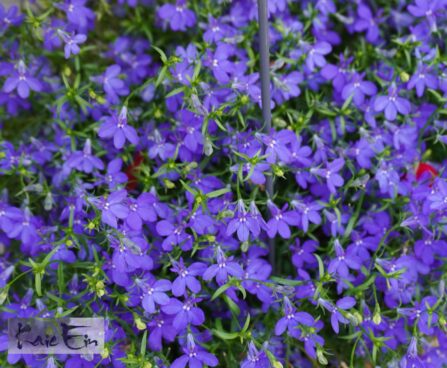 Lobelia erinus-sinilobeelia