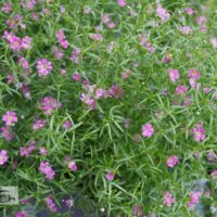 Gypsophila `Pink`-kipslill