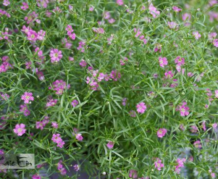 Gypsophila `Pink`-kipslill