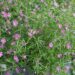 Gypsophila `Pink`-kipslill