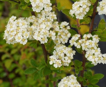 Spiraea nipponica `June Bride` -nipponi enelas
