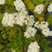 Spiraea nipponica `June Bride` -nipponi enelas