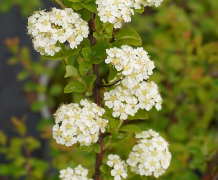 Spiraea nipponica `June Bride` -nipponi enelas `2