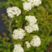 Spiraea nipponica `June Bride` -nipponi enelas `2