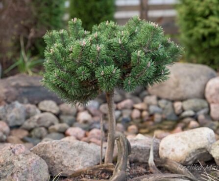 2055_6482_Pinus_mugo_Humpy_PA.JPG