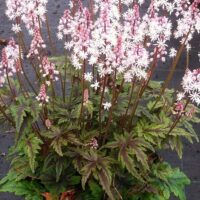 tiarella-angel-wings-tiarell Kanepi foto