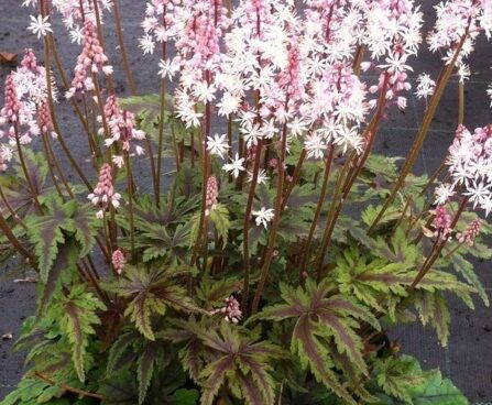 tiarella-angel-wings-tiarell Kanepi foto