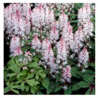 Tiarella-Spring-Symphony-tiarell kanepi foto