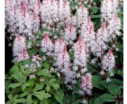 Tiarella-Spring-Symphony-tiarell kanepi foto