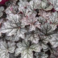 heuchera-world-caff-corretto--helmikpööris- kanepi foto