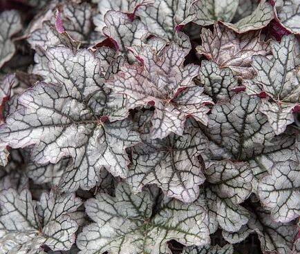 heuchera-world-caff-corretto--helmikpööris- kanepi foto
