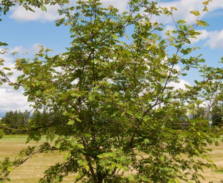 2068_7763_Sorbus_Alaja_Krupnaja.JPG