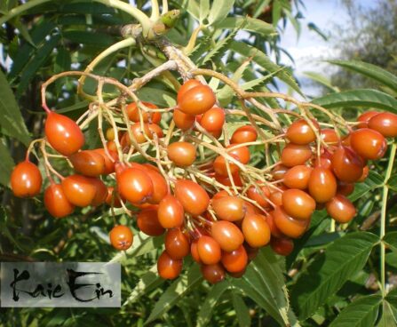 Sorbus`Dodong`- pihlaka viljad
