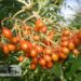 Sorbus`Dodong`- pihlaka viljad