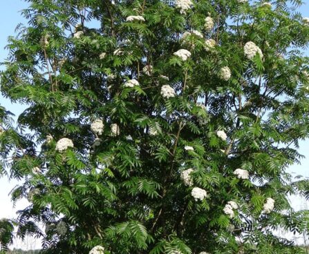 Sorbus`Dodong`- pihlakas õitsemas