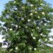 Sorbus`Dodong`- pihlakas õitsemas