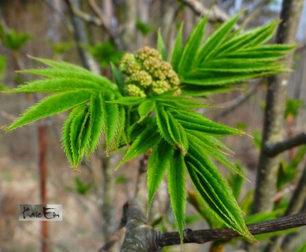 Sorbus`Dodong`- pihlakas puhkemas