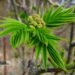 Sorbus`Dodong`- pihlakas puhkemas