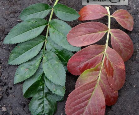 x Crataegosorbus miczurinii- viirpihlakas ´Granatnaja´ suvine ja sügisvärvis leht foto Kaie Ein