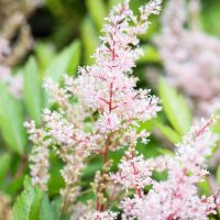 2098_10357_Astilbe_thunbergii_Look_at_Me__thunbergi_astilbe.jpg