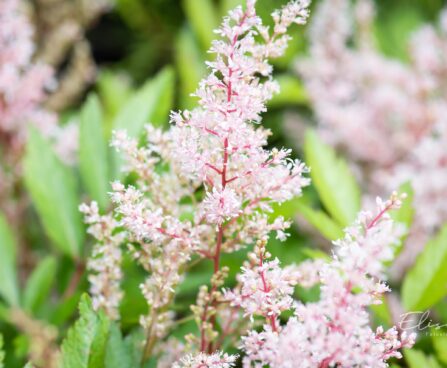 2098_10357_Astilbe_thunbergii_Look_at_Me__thunbergi_astilbe.jpg