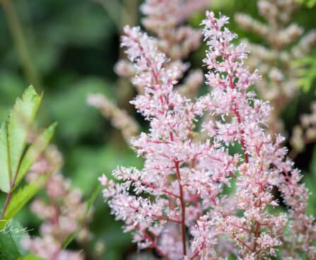 2098_10358_Astilbe_thunbergii_Look_at_Me__thunbergi_astilbe_2.jpg