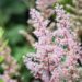 2098_10358_Astilbe_thunbergii_Look_at_Me__thunbergi_astilbe_2.jpg