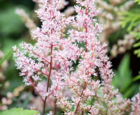 2098_10359_Astilbe_thunbergii_Look_at_Me__thunbergi_astilbe_3.jpg