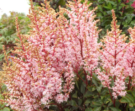 2098_9363_Astilbe_Look_at_Me-5-D.jpg