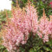 2098_9363_Astilbe_Look_at_Me-5-D.jpg