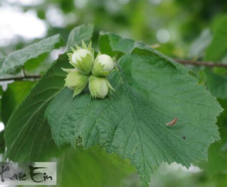 Corylus avellana -harilik sarapuu