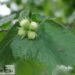 Corylus avellana -harilik sarapuu