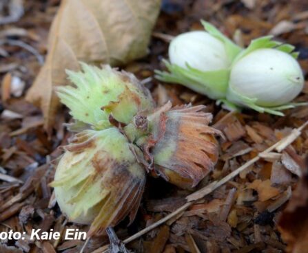 Corylus avellana -harilik sarapuu