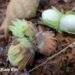 Corylus avellana -harilik sarapuu