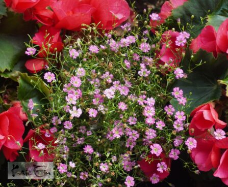 Gypsophila `Pink`-kipslill roosa