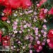 Gypsophila `Pink`-kipslill roosa