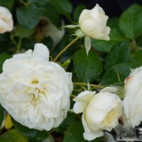 Rosa Patio `Callan White`