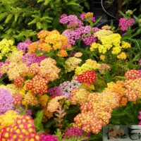 Achillea millefolium TRIO-raudrohi