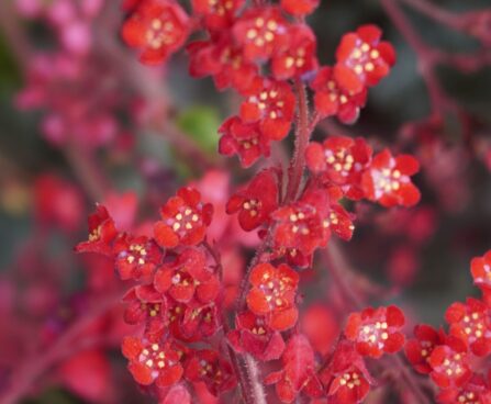 Heuchera sanguinea-verev helmikpööris õis