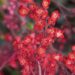 Heuchera sanguinea-verev helmikpööris õis