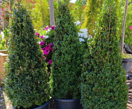 Buxus sempervirens -pukspuu püramiid