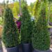 Buxus sempervirens -pukspuu püramiid