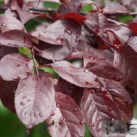 Prunus ceracifera `Pissardii`-haraline ploomipuu