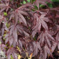 Acer palmatum `Bloodgood`-kämmalvaher