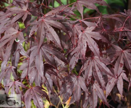 Acer palmatum `Bloodgood`-kämmalvaher