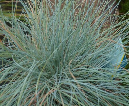 Festuca glauca `Intense Blue`-aruhein