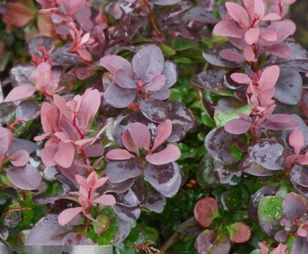 Berberis thunbergii `Concorde` -Thunbergi kukerpuu.2jpg