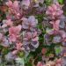 Berberis thunbergii `Concorde` -Thunbergi kukerpuu.2jpg