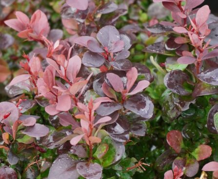 Berberis thunbergii `Concorde` -Thunbergi kukerpuu